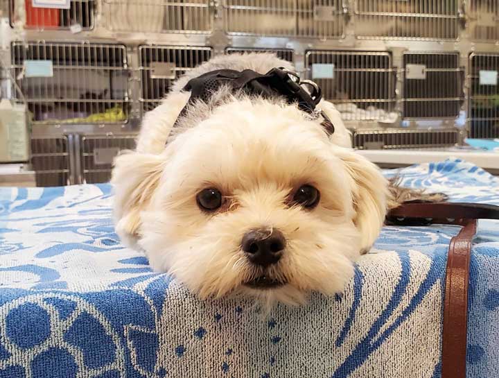 Preventive Care for Dogs