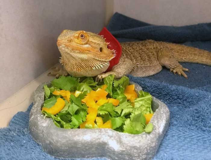 Exotic Pets