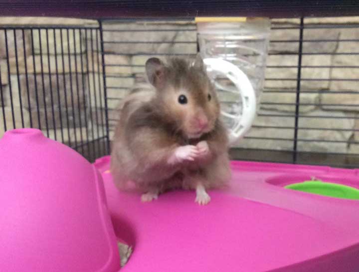 Mission Viejo Small Animal Hospital
