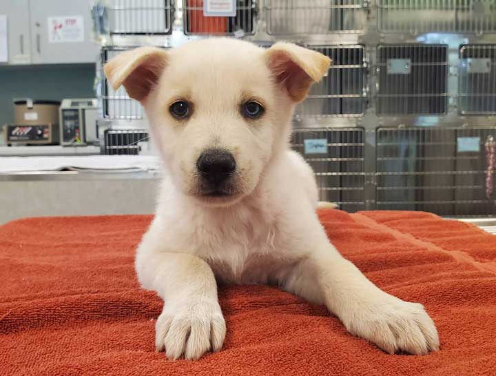 Puppy & Kitten Care