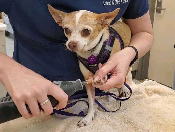 Senior Pet Care